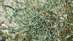 Haloxylon salicornicum