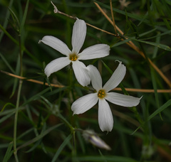 Phlox tenuifolia