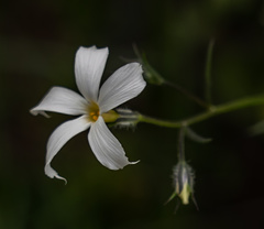 Phlox tenuifolia