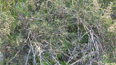Haloxylon salicornicum