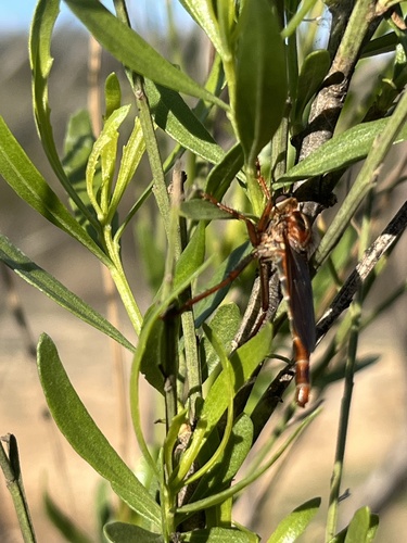 Unknown species found near Jones Maltsberger Rd, San Antonio, TX, US