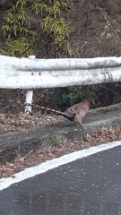 Syrmaticus soemmerringii