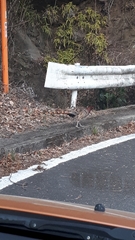 Syrmaticus soemmerringii