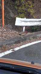 Syrmaticus soemmerringii