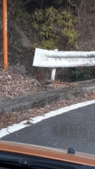 Syrmaticus soemmerringii