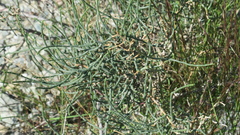 Haloxylon salicornicum