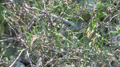 Haloxylon salicornicum