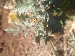 Coccinella algerica