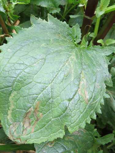 Unknown species found near San Mateo County, CA, USA