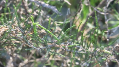 Haloxylon salicornicum