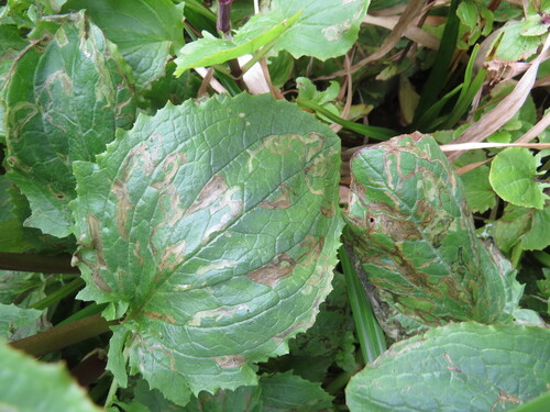 Unknown species found near San Mateo County, CA, USA