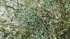 Haloxylon salicornicum