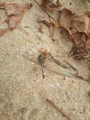 Diplacodes trivialis