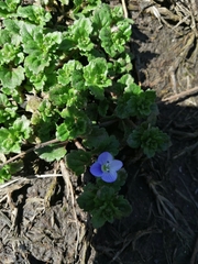 Veronica persica