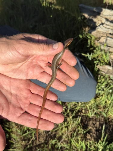 iNaturalist observation photo of Gilbert's Skink
