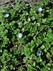 Veronica persica