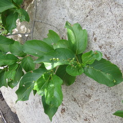 Vangueria madagascariensis