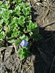 Veronica persica