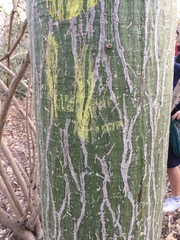 Pseudobombax septenatum