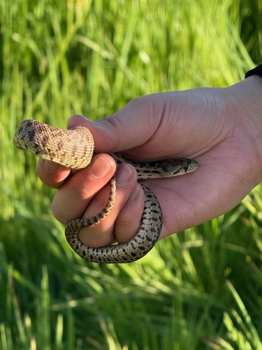 iNaturalist observation photo of Pacific Gopher Snake
