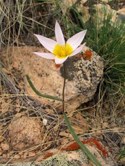 Tulipa patens