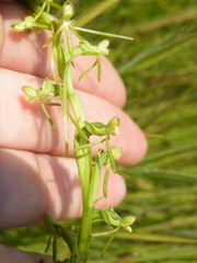 Habenaria filicornis