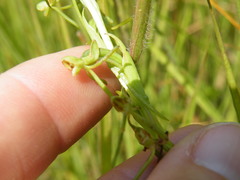 Habenaria filicornis