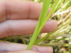 Habenaria filicornis