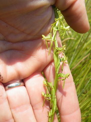 Habenaria filicornis