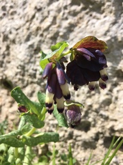 Cerinthe retorta