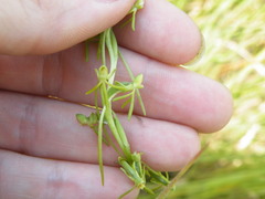 Habenaria filicornis