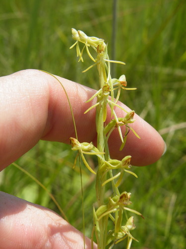Image of Habenaria filicornis by (c) Antoinette Eyssell Knox, some rights reserved (CC BY-SA)