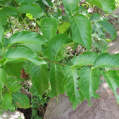 Vangueria madagascariensis