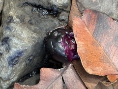 Syzygium cumini, recorded fruiting