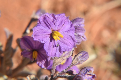 velvet potato bush