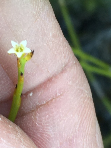 Image of Thesium euphrasioides by (c) Caroline Voget, some rights reserved (CC BY)