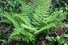 Athyrium distentifolium