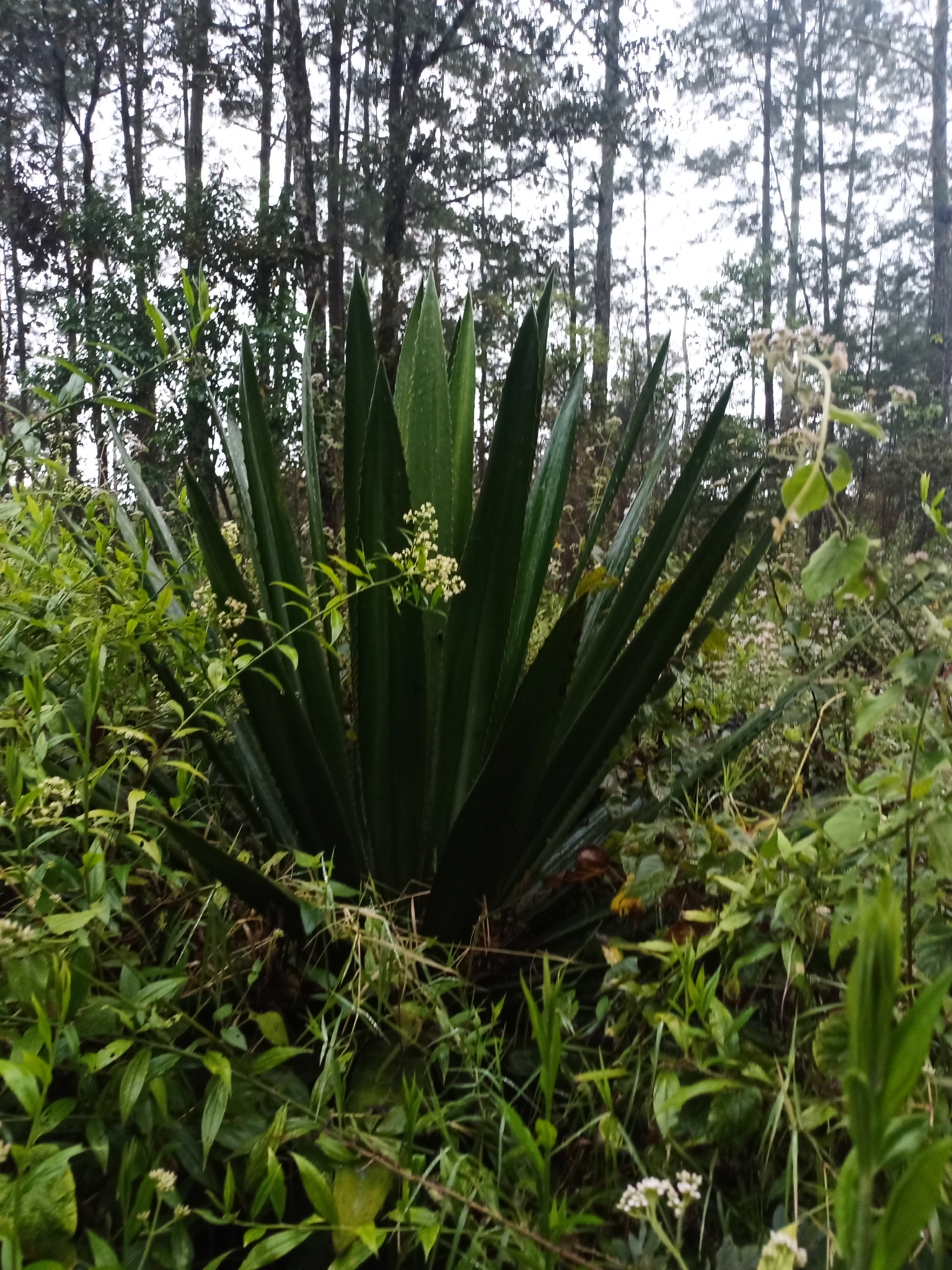 Furcraea cabuya