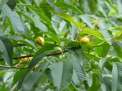 Juglans regia