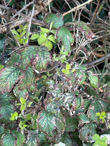 Rubus fruticosus, photograph 6