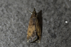Eudonia asterisca