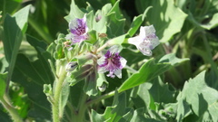 Hyoscyamus muticus
