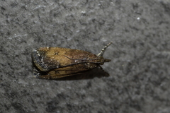 Eudonia asterisca