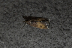 Eudonia asterisca