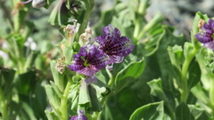 Hyoscyamus muticus