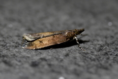 Eudonia asterisca