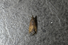 Eudonia asterisca