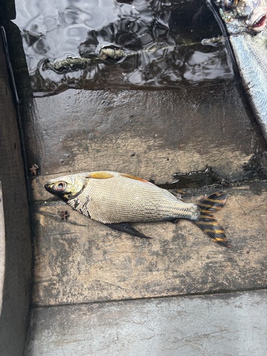 Flagtail prochilodus (Semaprochilodus insignis) — Prochilodontidae