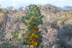 Hakea victoria