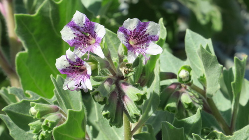 Egyptian henbane